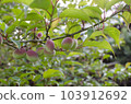 dressed plum tree 103912692