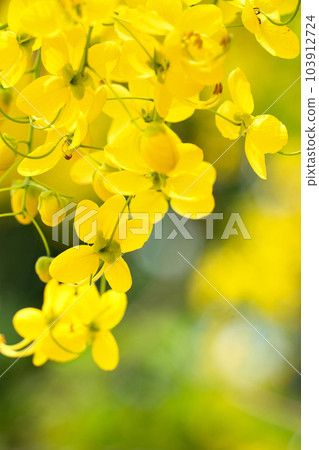 Able Alebor Natural Golden Cassia fistula ゴールデンシャワー ナンバンサイカチ 103912724
