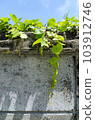 ivy and stone wall 103912746