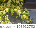 Yellow Mokkou rose blooming in the garden 103912752