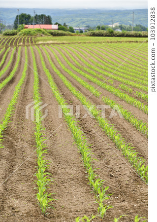 Photographing the scenery of a dent corn field that has just sprouted in Imakanecho, Hokkaido in early summer 103912838