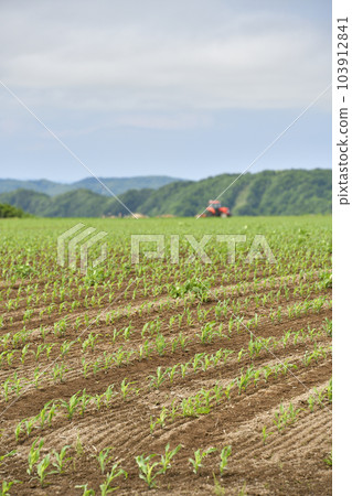 Photographing the scenery of a dent corn field that has just sprouted in Imakanecho, Hokkaido in early summer Photographing the scenery of a dent corn field that has just sprouted in Imakanecho, Hokkaido in early summer 103912841