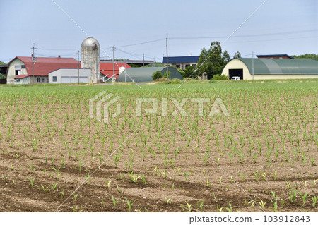 Photographing the scenery of a dent corn field that has just sprouted in Imakanecho, Hokkaido in early summer 103912843