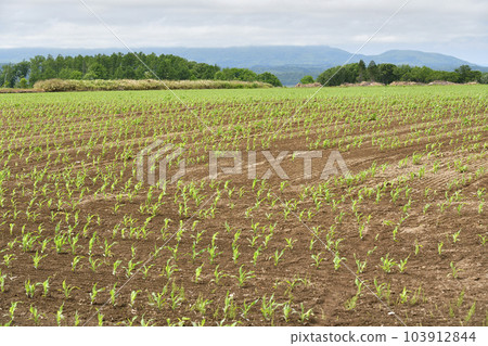 Photographing the scenery of a dent corn field that has just sprouted in Imakanecho, Hokkaido in early summer Photographing the scenery of a dent corn field that has just sprouted in Imakanecho, Hokkaido in early summer 103912844
