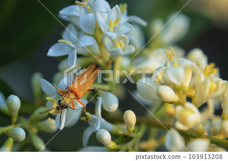 A Female Swollen Thighed Flower Beetle, Oedemera Nobilis 103913208
