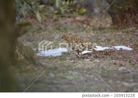 Tratumegi Tratumegi 103913228