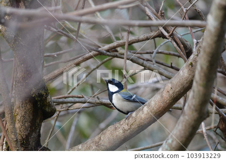 Great tit 103913229