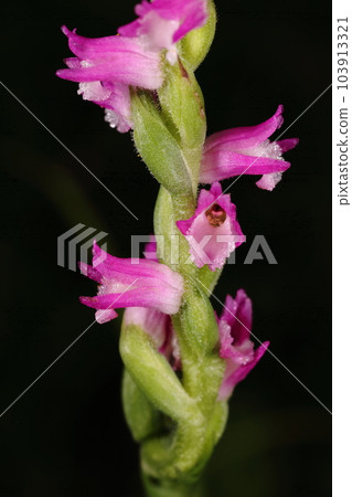 Natural plants: Necrophila, small wild grasses that can be seen here and there in the early summer. It is a familiar orchid plant Natural plants: Necrophila, small wild grasses that can be seen here and there in the early summer. It is a familiar orchid plant 103913321