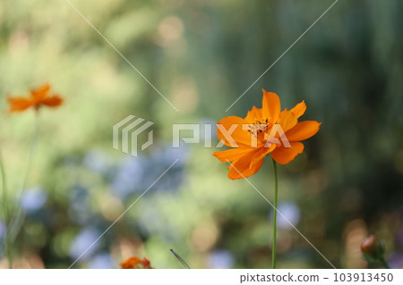 Kibana 波斯菊在秋天 103913450