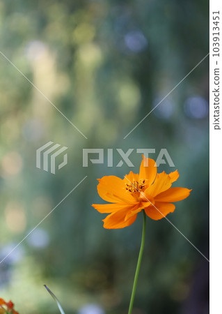 Ichirin Saki的黃色波斯菊 103913451