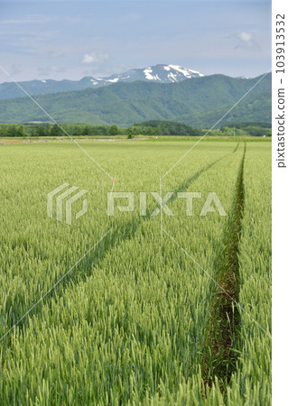 初夏拍攝北海道今金町秋季麥田景觀 103913532