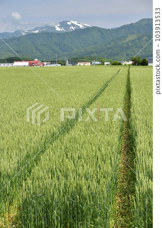 Shoot the autumn wheat field landscape in Imakane-cho, Hokkaido in early summer 103913533