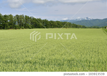 初夏拍攝北海道今金町秋季麥田景觀 103913539