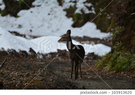 Sika deer 103913620