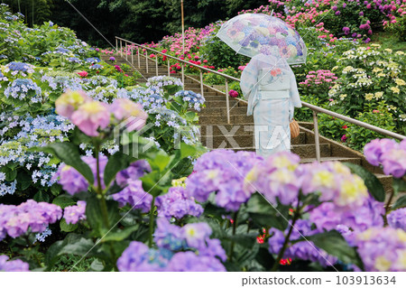 Hydrangea Hydrangea 103913634