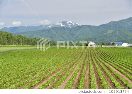 初夏拍攝北海道今金町甜菜田風光 103913754