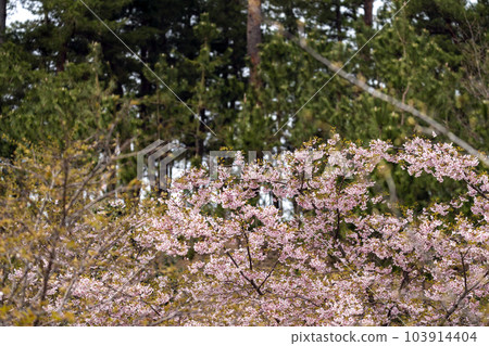 早盛開的大櫻花 103914404
