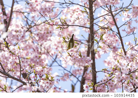 早開的大櫻花和日本白眼 103914435
