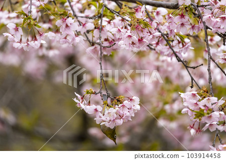 早開的大櫻花和日本白眼 早開的大櫻花和日本白眼 103914458