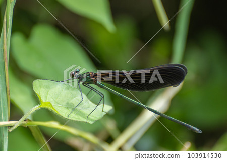 Hagorotorbo Hagorotorbo 103914530