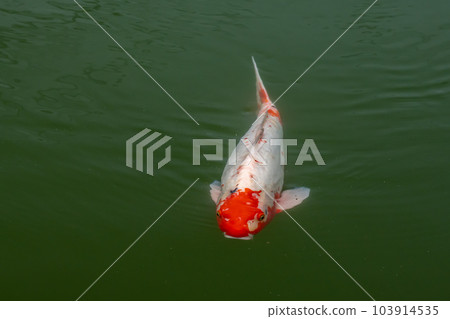 彩色鯉魚 彩色鯉魚 103914535