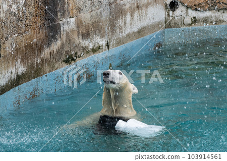 Polar bears playing in the pool Tennoji Zoo Polar bears playing in the pool Tennoji Zoo 103914561
