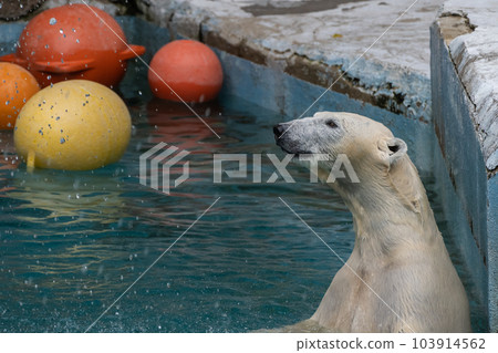 A polar bear in the pool Tennoji Zoo A polar bear in the pool Tennoji Zoo 103914562