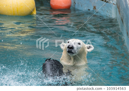Polar bears playing in the pool Tennoji Zoo Polar bears playing in the pool Tennoji Zoo 103914563