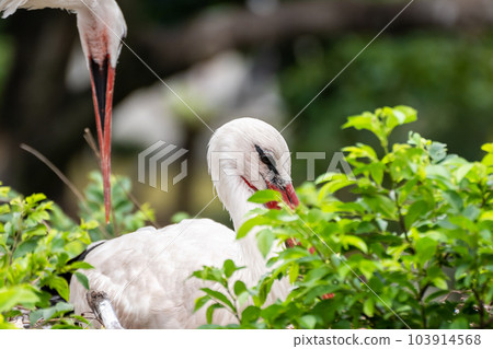 White stork, Tennoji Zoo, Bird's Paradise White stork, Tennoji Zoo, Bird's Paradise 103914568