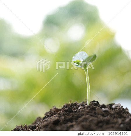 growing plant sprout growing with water drop growing plant sprout growing with water drop 103914591