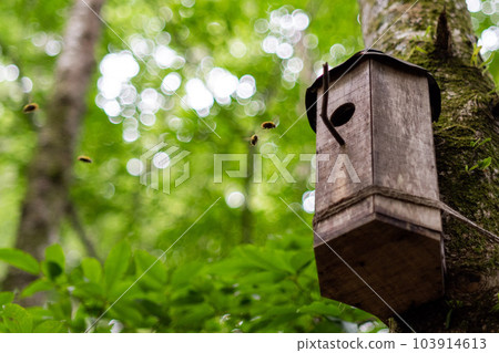 Bees gathering in a hive in the forest Bees gathering in a hive in the forest 103914613