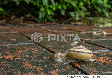 A snail crawling on a rain-soaked road (Namimaimai) A snail crawling on a rain-soaked road (Namimaimai) 103914655