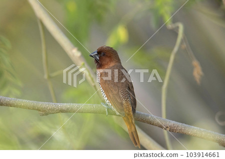 Scaly breasted munia, Lonchura punctulata, India Scaly breasted munia, Lonchura punctulata, India 103914661