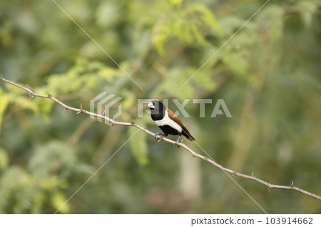Tricolored munia, Lonchura malacca, India 103914662