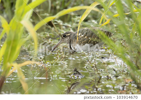 The greater painted-snipe is a species of wader in the family Rostratulidae. Rostratula benghalensis, Male, India The greater painted-snipe is a species of wader in the family Rostratulidae. Rostratula benghalensis, Male, India 103914670