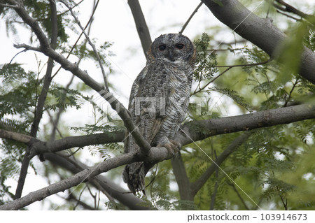 The mottled wood owl, Strix ocellata is a species of large owl found in India 103914673