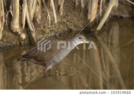 Brown Crake, Amaurornis akool, up close, India 103914688