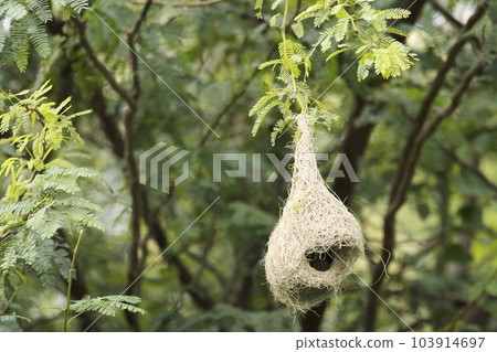 Nest of Baya weaver bird, Ploceus philippinus Nest of Baya weaver bird, Ploceus philippinus 103914697