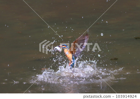 翠鳥跳出水面 103914924
