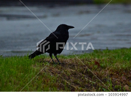 Crowing crow Crowing crow 103914997