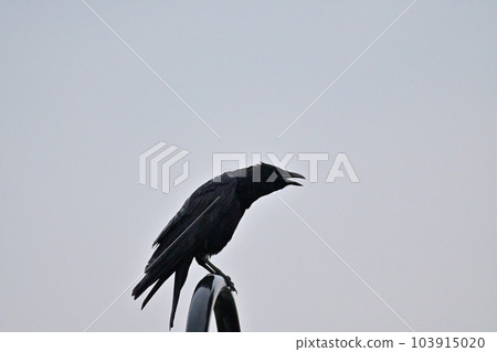 Crowing crow Crowing crow 103915020