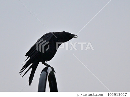 Crowing crow Crowing crow 103915027