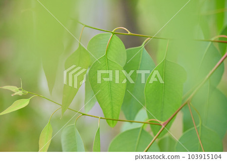 Close-up photo of the leaves of the fresh green eucalyptus tree in early summer Close-up photo of the leaves of the fresh green eucalyptus tree in early summer 103915104