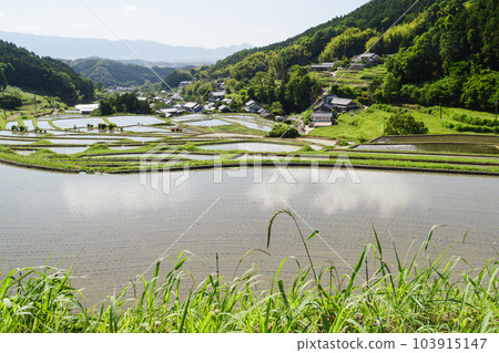 Farming village in early summer, terraced rice fields, rice fields, beautiful blue sky and sunlight 103915147