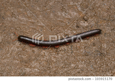 Giant african millipede, Archispirostreptus gigas, Satara, Maharashtra, India Giant african millipede, Archispirostreptus gigas, Satara, Maharashtra, India 103915170