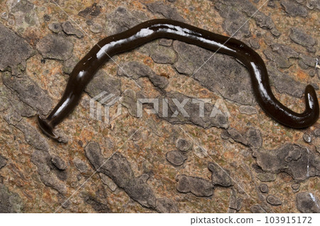 Hammerheaded slug, Humbertium indicum, Satara, Maharashtra, India 103915172