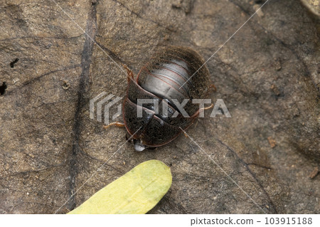 Roly-poly, Armadillidium vulgare, Satara, Maharashtra, India Roly-poly, Armadillidium vulgare, Satara, Maharashtra, India 103915188