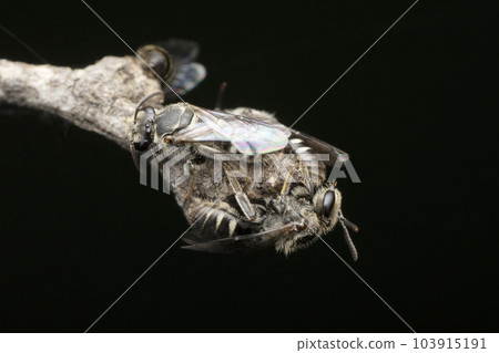 Cluster of Sweat bee, Lipotriches bombayensis, Satara, Maharashtra. India Cluster of Sweat bee, Lipotriches bombayensis, Satara, Maharashtra. India 103915191
