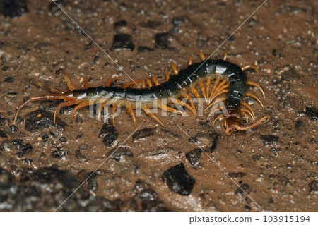 Indian centipede, Scolopendra cingulata, Satara, Maharashtra, India Indian centipede, Scolopendra cingulata, Satara, Maharashtra, India 103915194