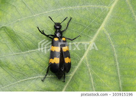 Blister beetle, Mylabris phalerata, Satara, Maharashtra, India Blister beetle, Mylabris phalerata, Satara, Maharashtra, India 103915196